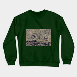 Bighorn Sheep Resting in the Grass Crewneck Sweatshirt